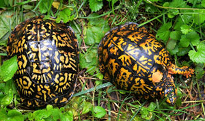 What Turtles are Illegal to Own in Indiana?
