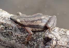 Chorus Frog