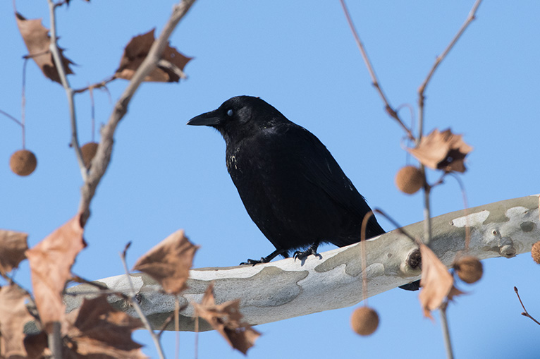 A crow sits in a sycamore tree.