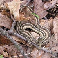 common gartersnake