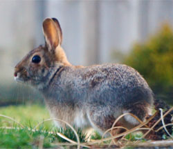 DNR: Fish & Wildlife: Cottontail Rabbit