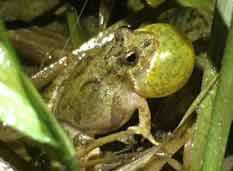 Blanchard's Cricket Frog