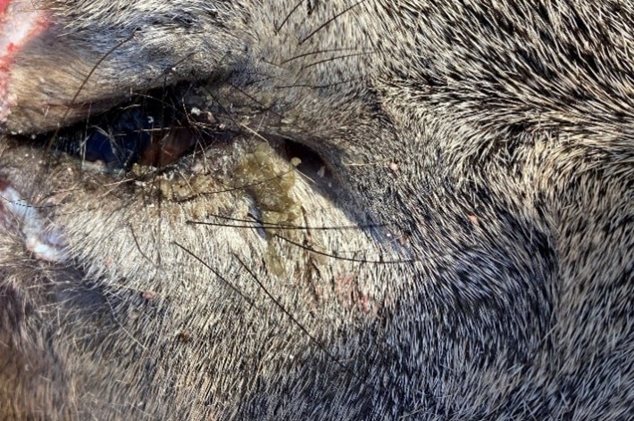 A deer eye with a green discharge caused by Trueperella pygenes.