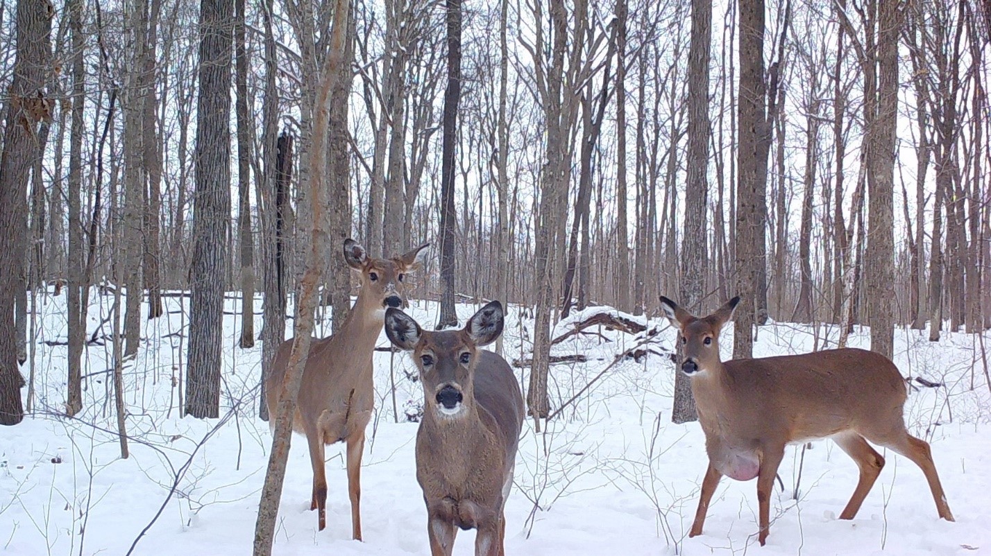 A herd of deer in which one has a hydrocyst.