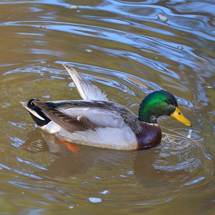 A duck displaying symptoms of angel wing