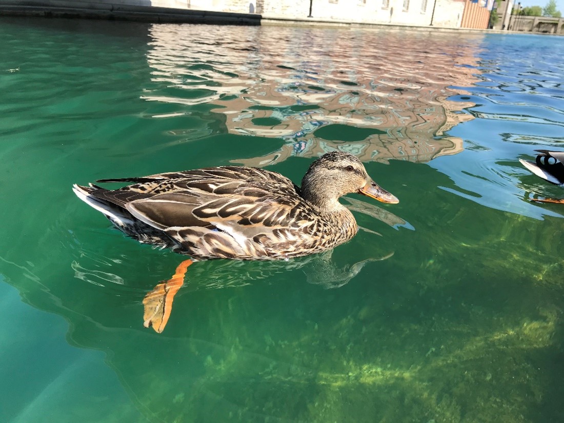 A duck displaying symptoms of duck virus enteritis
