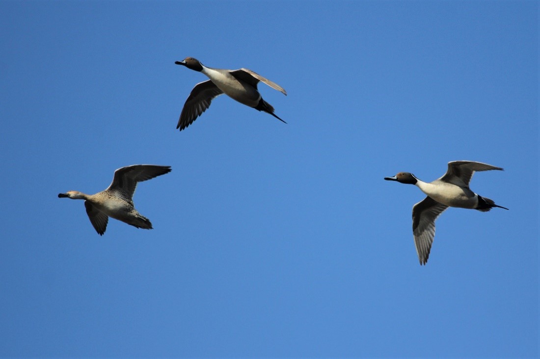 A flock of flying ducks, some with rice breast.
