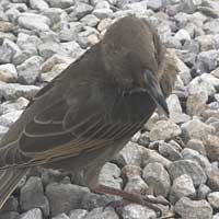 European Starling with neurological
  problems 