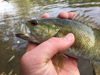 Small Mouth Bass in hand