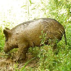 Wild boar, facts and information