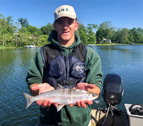 Division of Fish & Wildlife fisheries aide Aaron Voirol holds a cisco captured at Crooked Lake during a 2019 fish community survey