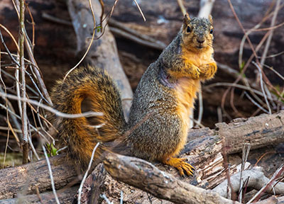 Fox squirrel