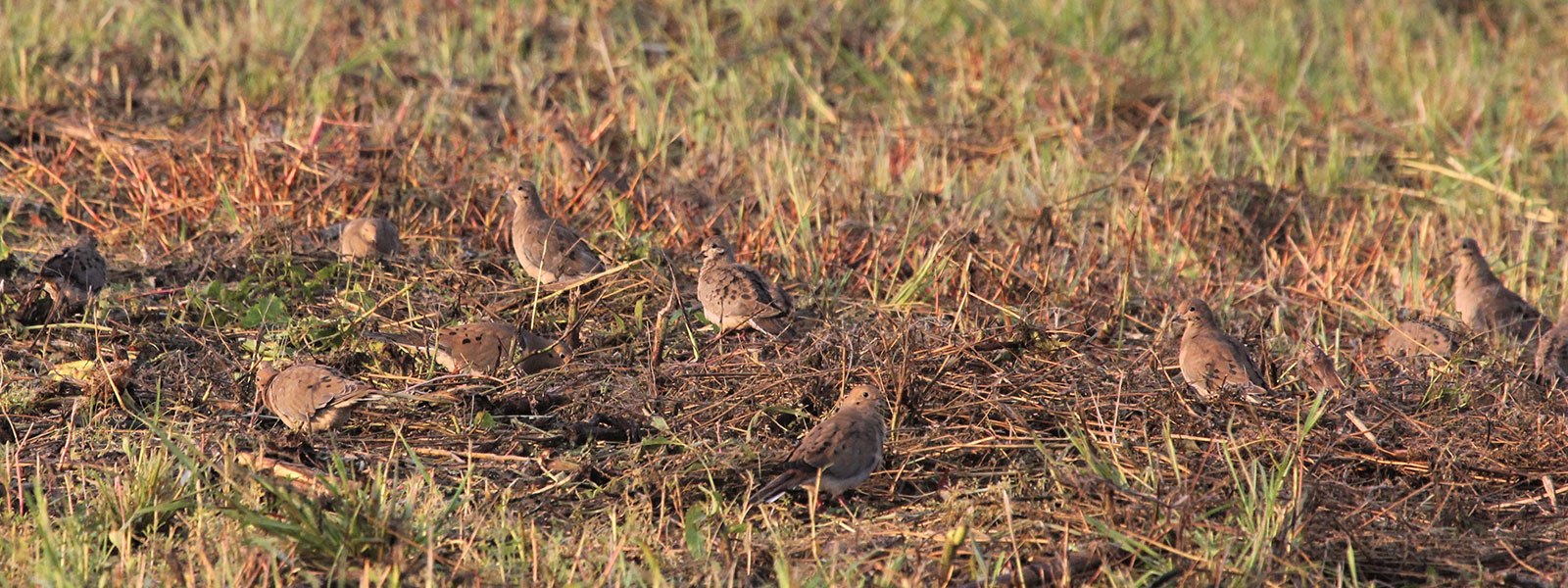 Dove birds on ground