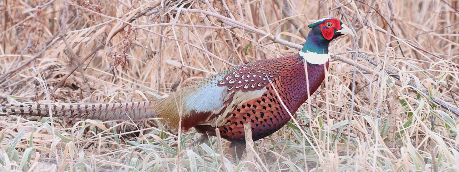 Pheasant bird in field