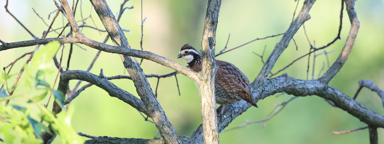 Quail bird in tree