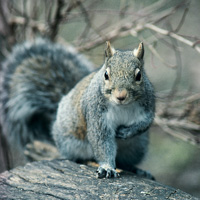 Gray Squirrel