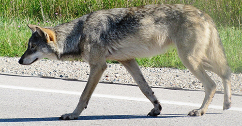 DNR: Fish & Wildlife: Gray Wolf