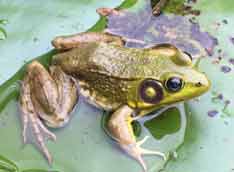 Green Frog