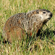 groundhog (woodchuck)