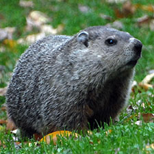 groundhog (woodchuck)