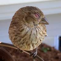House Finch with swollen eyes