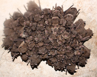 Indiana bats