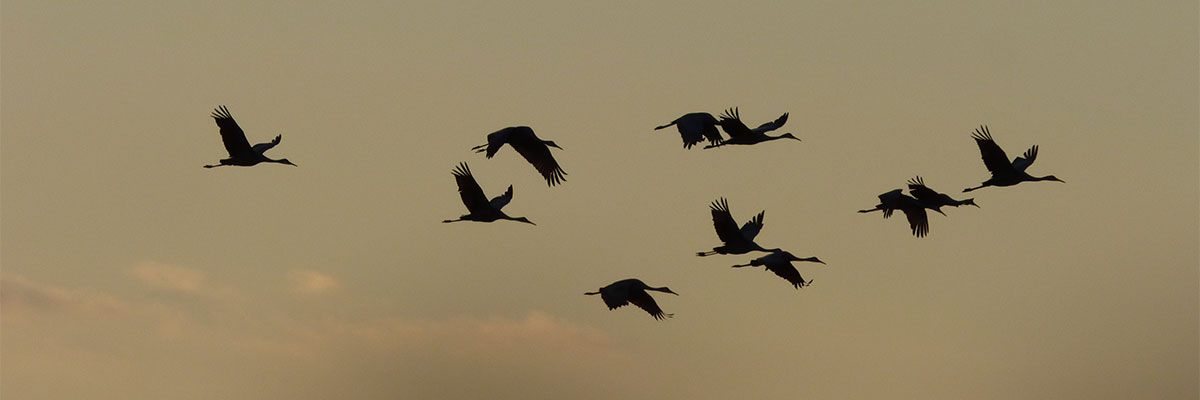 Cranes flying in sky
