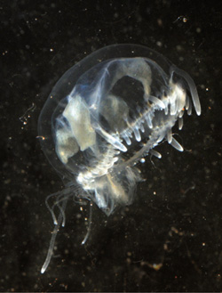 freshwater jellyfish