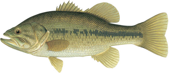 Largemouth Bass illustration