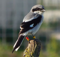 loggerhead shrike