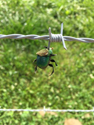 Loggerhead prey; empaled beetle