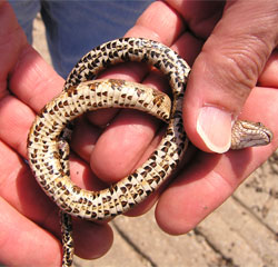 Midland Watersnake