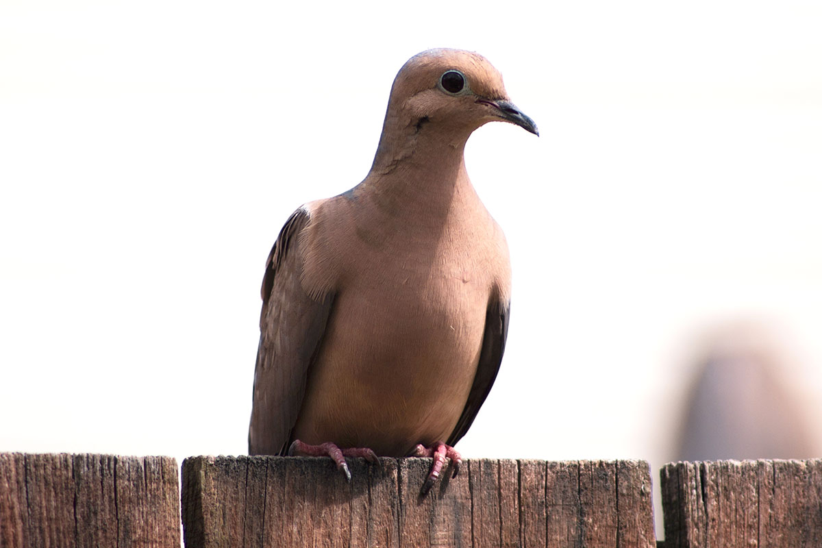 Mourning Dove sitting on a fence