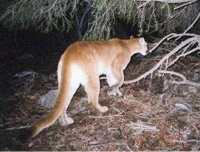 mountain lion