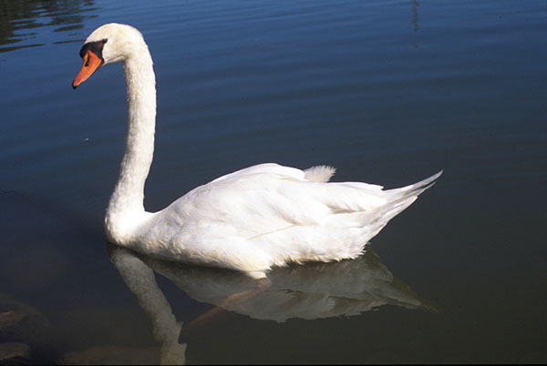 Mute Swan on lake