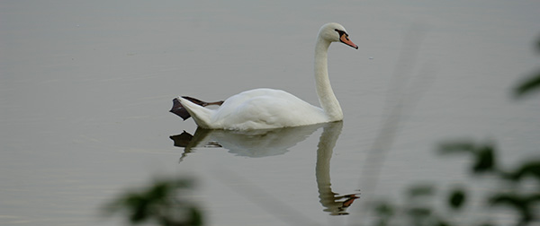 Mute Swan in lake