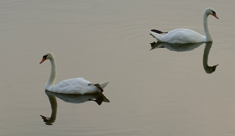 Mute swans in lake
