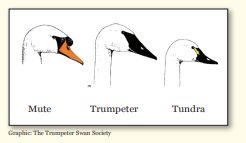Diagram of different bird beaks