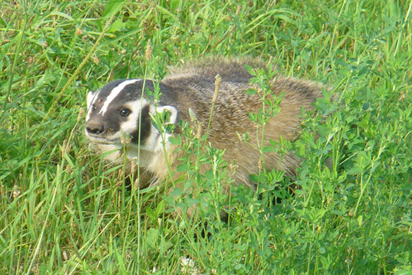 Badger in grass