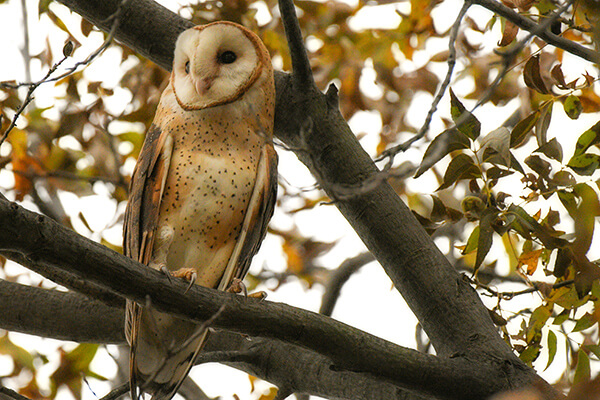 A barn owl in a tree.