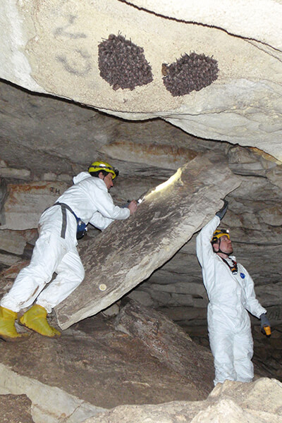 Men in caves counting bats
