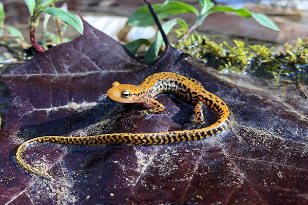 A long-tailed salamander.