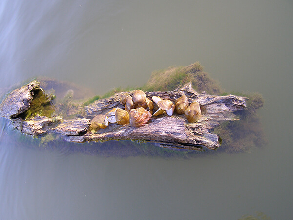 Mussels on log