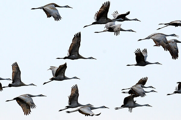 A flock of sandhill cranes.