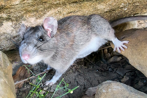 Rat on rocks