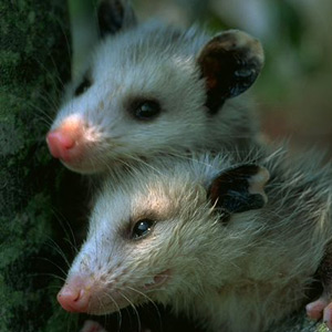 Turkey hunt turns up possum playing snake