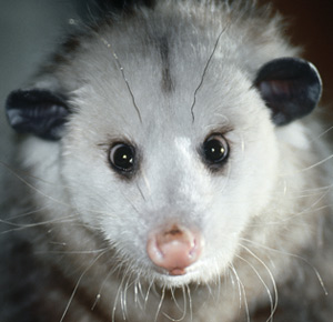 Opossum