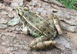 Plain's Leopard Frog