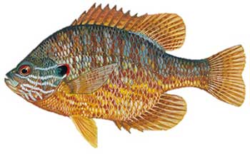 Pumpkin seed sunfish