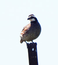 Bobwhite Quail